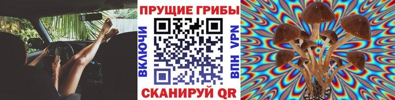 наркота  Якутск  Псилоцибиновые грибы Psilocybine cubensis 